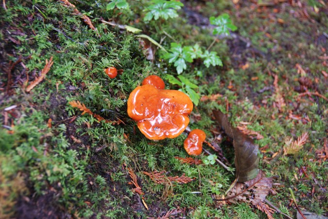 Glistening, preternatural fungi