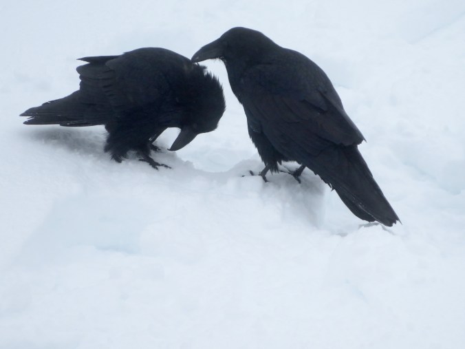 Ravens grooming 