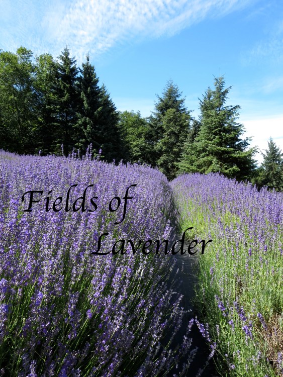 Lavender Fields