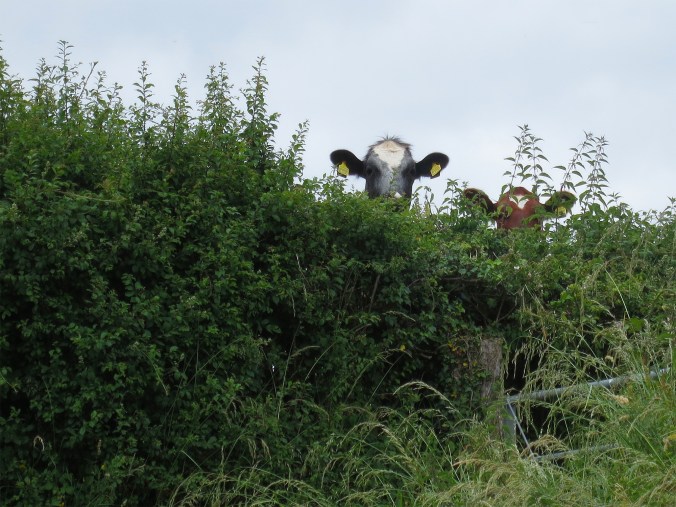 Dorset Cows 