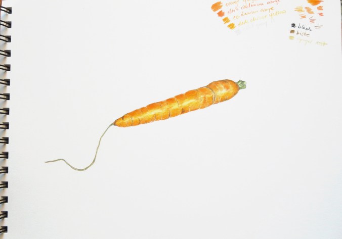 Drawing of a carrot