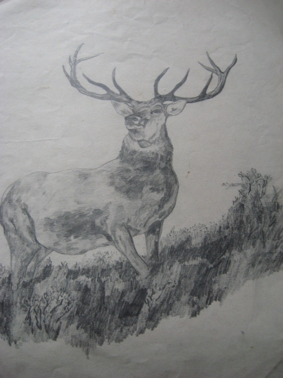 drawing of Monarch of the Glen