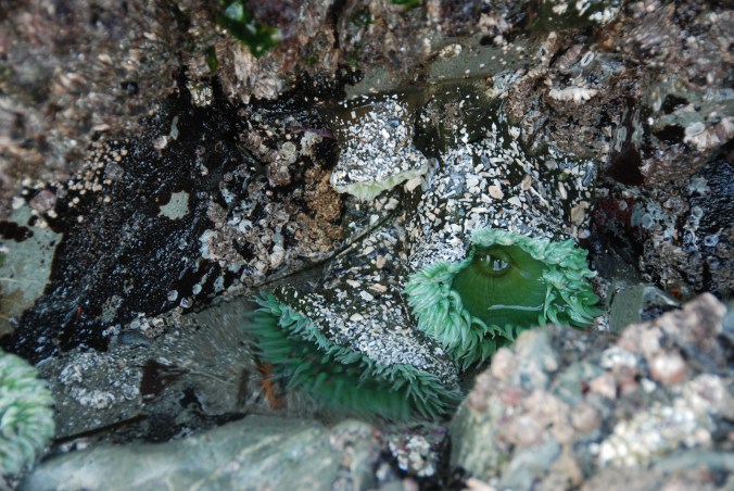 Sea anemone, Mackenzie Beach, Tofino