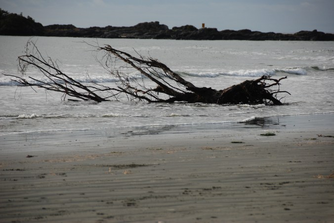 Driftwood, Chesterman Beach, Tofino