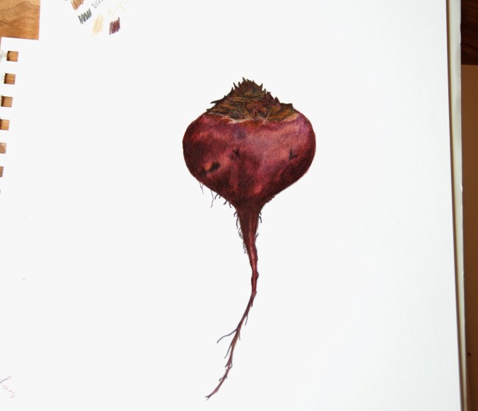 Drawing of a beetroot