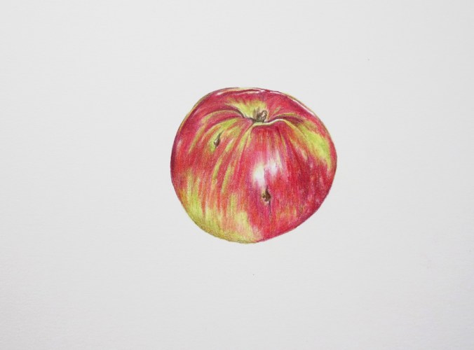 Drawing an apple with coloured pencils