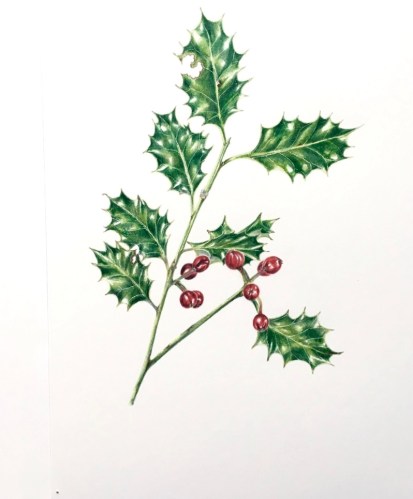 Illustration of holly and ivy