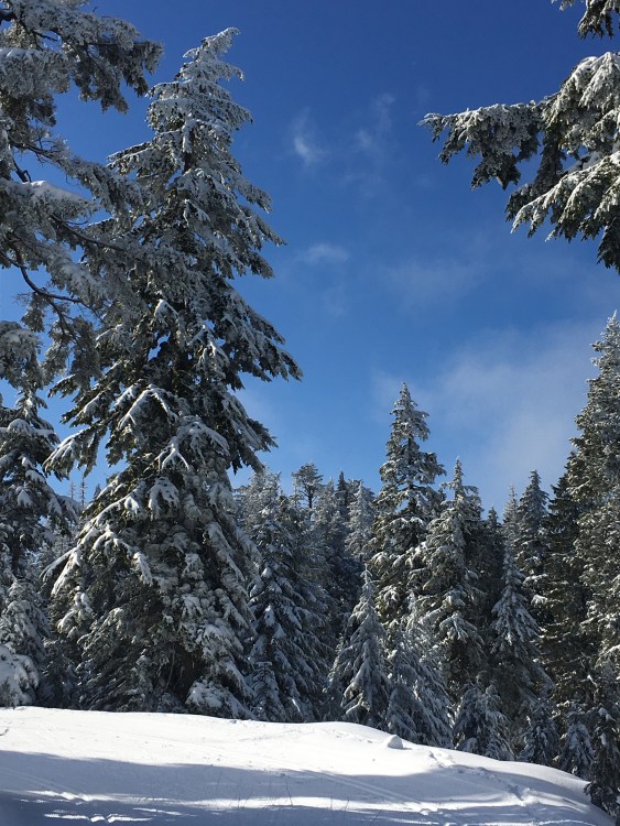 snow, trees and blue sky