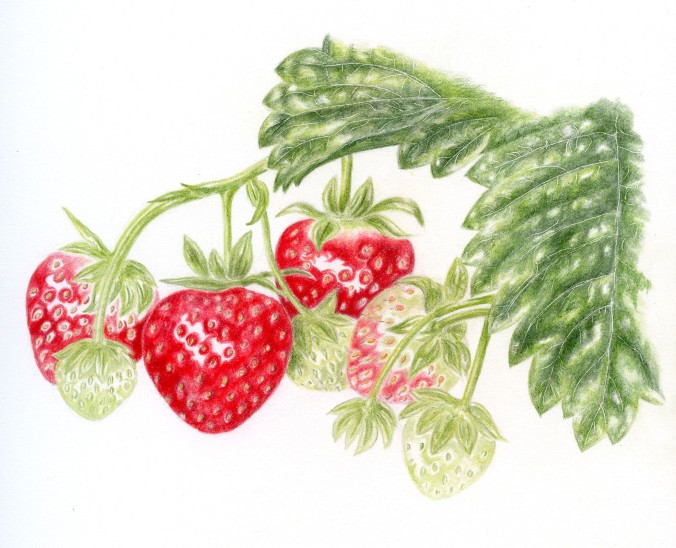 botanical drawing of strawberries