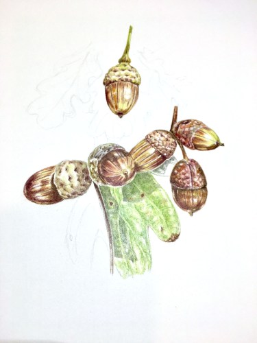 Acorns