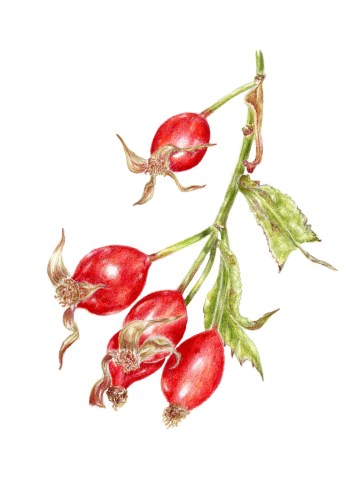 rosehips