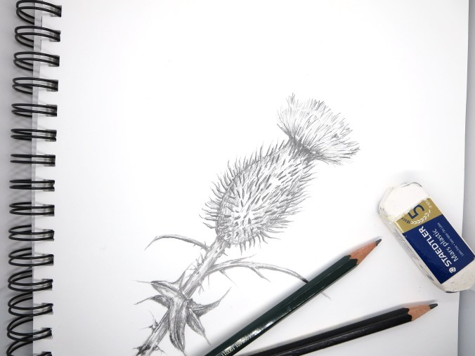 Thistle sketch