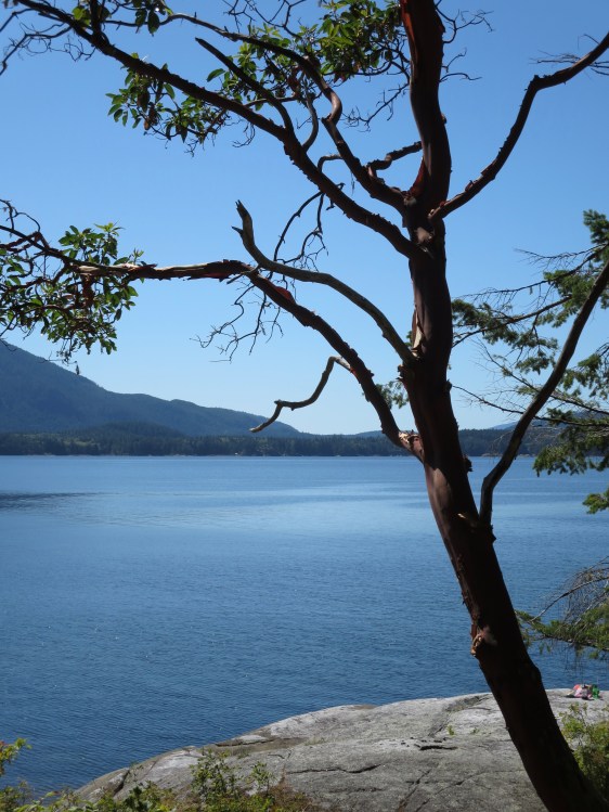 Arbutus tree, Saltery Bay