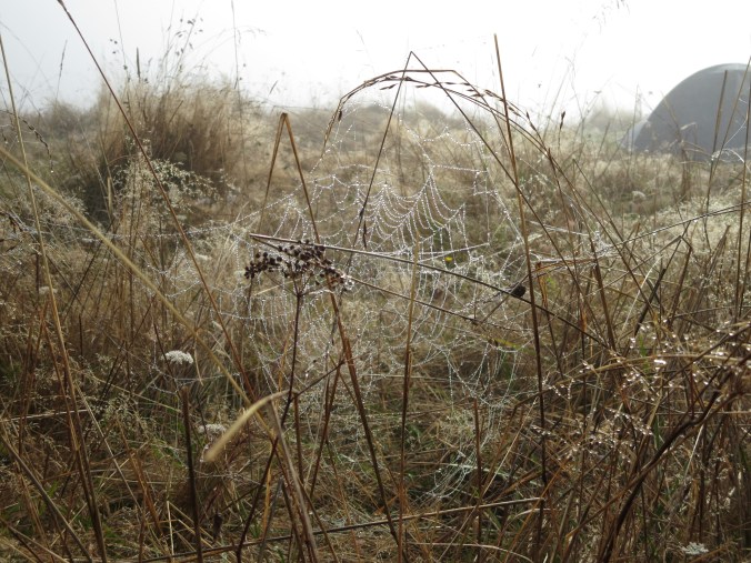 dew-laden cobweb