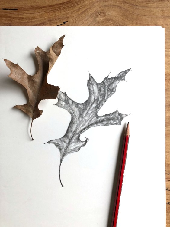 leaf drawing 